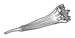Distichophyllum microcarpum, calyptra. Drawn from J.E. Beever 22-04, CHR 104543.
 Image: S. Malcolm © Landcare Research 2017 